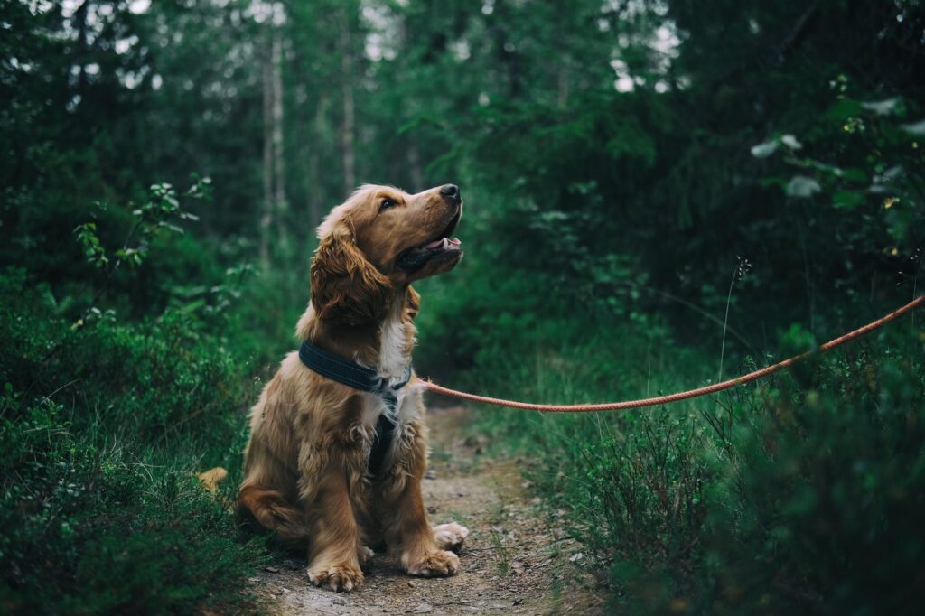 Dog in the Forest
